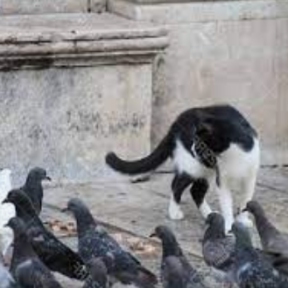 Pigeons being cautious near a cat